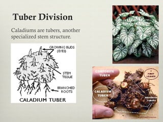 Tuber Division
Caladiums are tubers, another
specialized stem structure.
 
