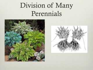 Division of Many
Perennials
 