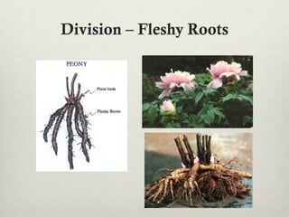 Division – Fleshy Roots
 