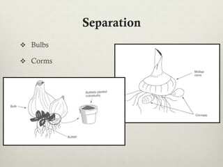 Separation
v  Bulbs
v  Corms
 