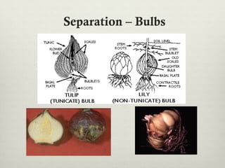 Separation – Bulbs
 