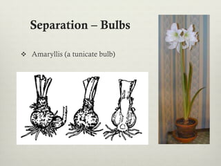 Separation – Bulbs
v  Amaryllis (a tunicate bulb)
 