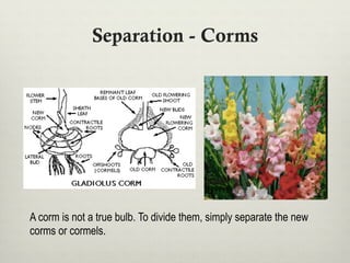 Separation - Corms
A corm is not a true bulb. To divide them, simply separate the new
corms or cormels.
 
