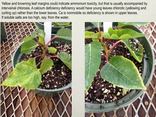 Yellow and browning leaf margins could indicate ammonium toxicity, but that is usually accompanied by
interveinal chlorosis. A calcium deficiency deficiency would have young leaves chlorotic (yellowing and
curling up) rather than the lower leaves. Ca is nonmobile so deficiency is shown in upper leaves.
If soluble salts are too high, say, from the water,
 