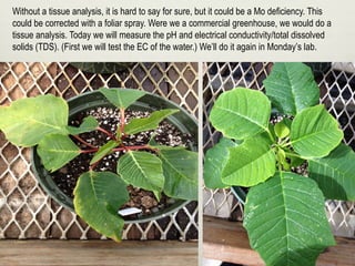 Without a tissue analysis, it is hard to say for sure, but it could be a Mo deficiency. This
could be corrected with a foliar spray. Were we a commercial greenhouse, we would do a
tissue analysis. Today we will measure the pH and electrical conductivity/total dissolved
solids (TDS). (First we will test the EC of the water.) We’ll do it again in Monday’s lab.
 