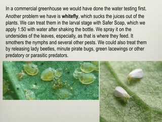 In a commercial greenhouse we would have done the water testing first.
Another problem we have is whitefly, which sucks the juices out of the
plants. We can treat them in the larval stage with Safer Soap, which we
apply 1:50 with water after shaking the bottle. We spray it on the
undersides of the leaves, especially, as that is where they feed. It
smothers the nymphs and several other pests. We could also treat them
by releasing lady beetles, minute pirate bugs, green lacewings or other
predatory or parasitic predators.
 