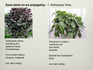 Tradescantia zebrina
“wandering Jew”
Spiderwort family
Commelinaceae
From southern Mexico,
Honduras, Guatemala
vine; stem cuttings
Philodendron cordatum
“wandering Jew”
Arum family
Aracaeae
Epiphyte from Southeastern
Brazil
vine; stem cuttings
Some plants we are propagating – 1. Herbaceous Vines
 