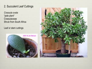 2. Succulent Leaf Cuttings
Crassula ovata
“jade plant”
Crassulaceae
Shrub from South Africa
Leaf or stem cuttings
 
