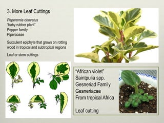 3. More Leaf Cuttings
Peperomia obovatus
“baby rubber plant”
Pepper family
Piperaceae
Succulent epiphyte that grows on rotting
wood in tropical and subtropical regions
Leaf or stem cuttings
“African violet”
Saintpulia spp.
Gesneriad Family
Gesneriacae
From tropical Africa
Leaf cutting
 