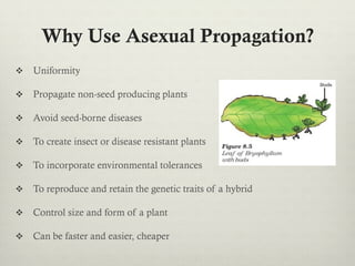 Why Use Asexual Propagation?
v  Uniformity
v  Propagate non-seed producing plants
v  Avoid seed-borne diseases
v  To create insect or disease resistant plants
v  To incorporate environmental tolerances
v  To reproduce and retain the genetic traits of a hybrid
v  Control size and form of a plant
v  Can be faster and easier, cheaper
 
