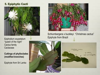 Epiphyllum oxypetalum
“queen of the night”
Cactus family
Cactaceae
Cuttings of phylloclades
(modified branches)
Epiphyte from Sri Lanka
Schlumbergera x buckleyi “Christmas cactus”
Epiphyte from Brazil
 