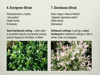 6. Evergreen Shrub 7. Deciduous Shrub
Rhododendron x hybrid
“red azalea”
Heath family
Ericaceae
Semi-hardwood cutting – when stem
is at partial maturity (somewhat woody),
around August to mid-Sept. in Mass.
Salix integra ‘Hakuro-Nishiki’
“dappled Japanese willow”
Williw family
Salicaceae
Softwood cuttings in spring or semi-
hardwood to hardwood cuttings in fall or
winter. Easy to propagate.
 