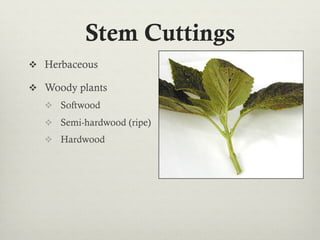 Stem Cuttings
v  Herbaceous
v  Woody plants
v  Softwood
v  Semi-hardwood (ripe)
v  Hardwood
 