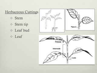 Herbaceous Cuttings
v  Stem
v  Stem tip
v  Leaf bud
v  Leaf
Petiole à
 