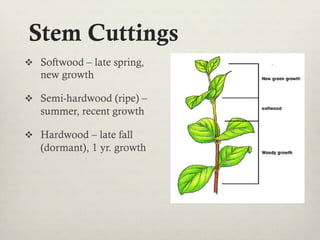 Stem Cuttings
v  Softwood – late spring,
new growth
v  Semi-hardwood (ripe) –
summer, recent growth
v  Hardwood – late fall
(dormant), 1 yr. growth
 