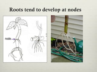 Roots tend to develop at nodes
node
 