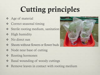 Cutting principles
v  Age of material
v  Correct seasonal timing
v  Sterile rooting medium, sanitation
v  High humidity
v  No direct sun
v  Shoots without flowers or flower buds
v  Node near base of cutting
v  Rooting hormones
v  Basal wounding of woody cuttings
v  Remove leaves in contact with rooting medium
 