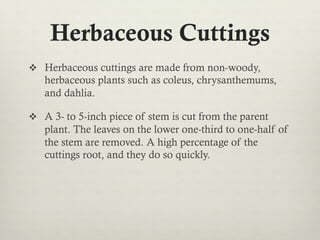 Herbaceous Cuttings
v  Herbaceous cuttings are made from non-woody,
herbaceous plants such as coleus, chrysanthemums,
and dahlia.
v  A 3- to 5-inch piece of stem is cut from the parent
plant. The leaves on the lower one-third to one-half of
the stem are removed. A high percentage of the
cuttings root, and they do so quickly.
 