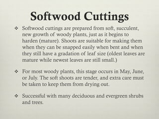 Softwood Cuttings
v  Softwood cuttings are prepared from soft, succulent,
new growth of woody plants, just as it begins to
harden (mature). Shoots are suitable for making them
when they can be snapped easily when bent and when
they still have a gradation of leaf size (oldest leaves are
mature while newest leaves are still small.)
v  For most woody plants, this stage occurs in May, June,
or July. The soft shoots are tender, and extra care must
be taken to keep them from drying out.
v  Successful with many deciduous and evergreen shrubs
and trees.
 