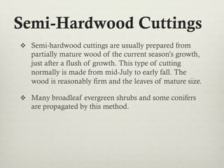 Semi-Hardwood Cuttings
v  Semi-hardwood cuttings are usually prepared from
partially mature wood of the current season’s growth,
just after a flush of growth. This type of cutting
normally is made from mid-July to early fall. The
wood is reasonably firm and the leaves of mature size.
v  Many broadleaf evergreen shrubs and some conifers
are propagated by this method.
 