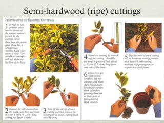 Semi-hardwood (ripe) cuttings
 