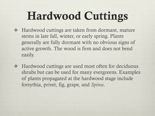 Hardwood Cuttings
v  Hardwood cuttings are taken from dormant, mature
stems in late fall, winter, or early spring. Plants
generally are fully dormant with no obvious signs of
active growth. The wood is firm and does not bend
easily.
v  Hardwood cuttings are used most often for deciduous
shrubs but can be used for many evergreens. Examples
of plants propagated at the hardwood stage include
forsythia, privet, fig, grape, and Spirea.
 