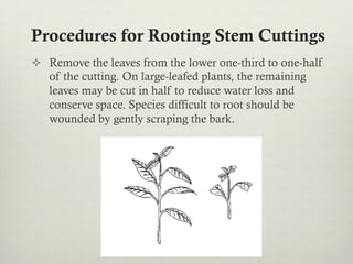 ²  Remove the leaves from the lower one-third to one-half
of the cutting. On large-leafed plants, the remaining
leaves may be cut in half to reduce water loss and
conserve space. Species difficult to root should be
wounded by gently scraping the bark.
Procedures for Rooting Stem Cuttings
 
