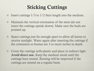 Sticking Cuttings
²  Insert cuttings 1/3 to 1/2 their length into the medium.
²  Maintain the vertical orientation of the stem (do not
insert the cuttings upside down). Make sure the buds are
pointed up.
²  Space cuttings just far enough apart to allow all leaves to
receive sunlight. Water again after inserting the cuttings if
the containers or frames are 3 or more inches in depth.
²  Cover the cuttings with plastic and place in indirect light.
Avoid direct sun. Keep the medium moist until the
cuttings have rooted. Rooting will be improved if the
cuttings are misted on a regular basis.
 