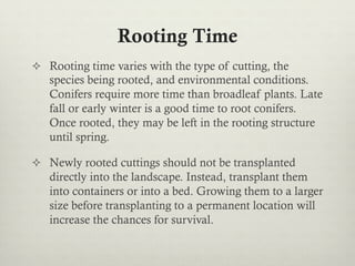 Rooting Time
²  Rooting time varies with the type of cutting, the
species being rooted, and environmental conditions.
Conifers require more time than broadleaf plants. Late
fall or early winter is a good time to root conifers.
Once rooted, they may be left in the rooting structure
until spring.
²  Newly rooted cuttings should not be transplanted
directly into the landscape. Instead, transplant them
into containers or into a bed. Growing them to a larger
size before transplanting to a permanent location will
increase the chances for survival.
 