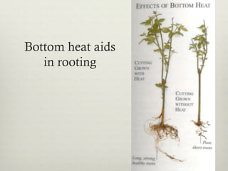 Bottom heat aids
in rooting
 
