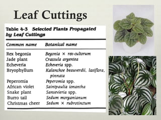 Leaf Cuttings
 
