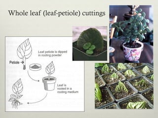 Whole leaf (leaf-petiole) cuttings
Petiole à
 