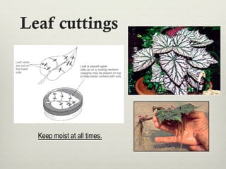 Leaf cuttings
Keep moist at all times.
 