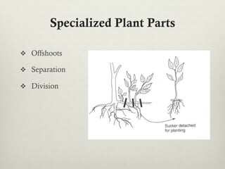 Specialized Plant Parts
v  Offshoots
v  Separation
v  Division
 
