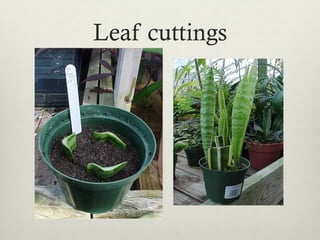 Leaf cuttings
 