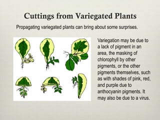 Cuttings from Variegated Plants
Variegation may be due to
a lack of pigment in an
area, the masking of
chlorophyll by other
pigments, or the other
pigments themselves, such
as with shades of pink, red,
and purple due to
anthocyanin pigments. It
may also be due to a virus.
Propagating variegated plants can bring about some surprises.
 