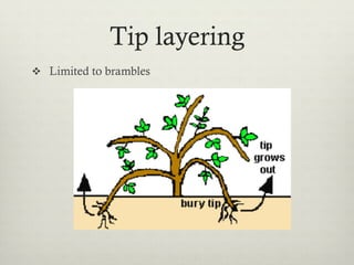 Tip layering
v  Limited to brambles
 