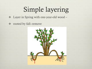 Simple layering
v  Layer in Spring with one-year-old wood –
v  rooted by fall--remove
 
