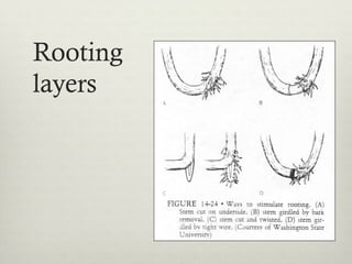 Rooting
layers
 
