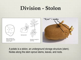 Division - Stolon
A potato is a stolon, an underground storage structure (stem).
Nodes along the stem sprout stems, leaves, and roots.
 