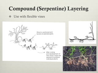 Compound (Serpentine) Layering
v  Use with flexible vines
 