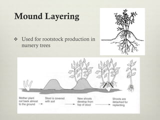 Mound Layering
v  Used for rootstock production in
nursery trees
 