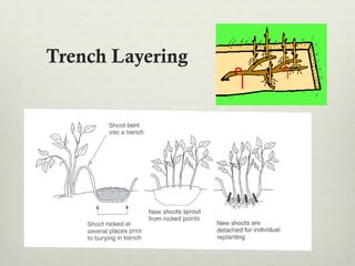 Trench Layering
 