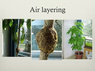 Air layering
 