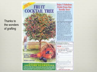 Thanks to
the wonders
of grafting
 