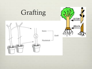 Grafting
 