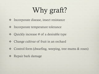 Why graft?
v  Incorporate disease, insect resistance
v  Incorporate temperature tolerance
v  Quickly increase # of a desirable type
v  Change cultivar of fruit in an orchard
v  Control form (dwarfing, weeping, tree mums & roses)
v  Repair bark damage
 