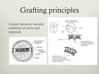 Grafting principles
Contact between vascular
cambium of scion and
rootstock
 