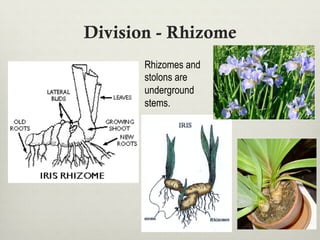 Division - Rhizome
Rhizomes and
stolons are
underground
stems.
 