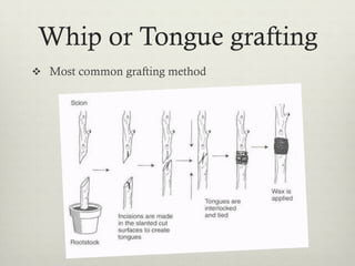 Whip or Tongue grafting
v  Most common grafting method
 